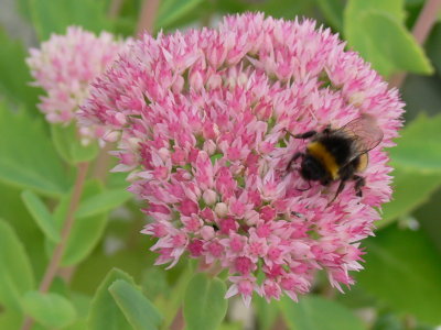 Hummel auf Henne Hummel auf Henne