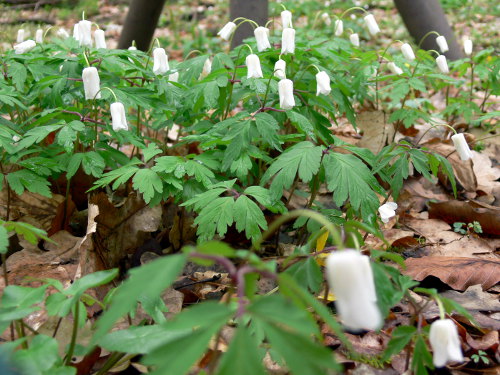 Frühe Blüten im Bärenwald