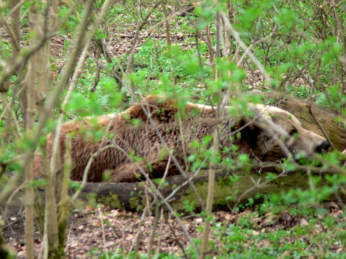 Faulbär