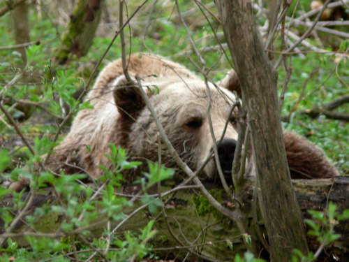 Guckbär